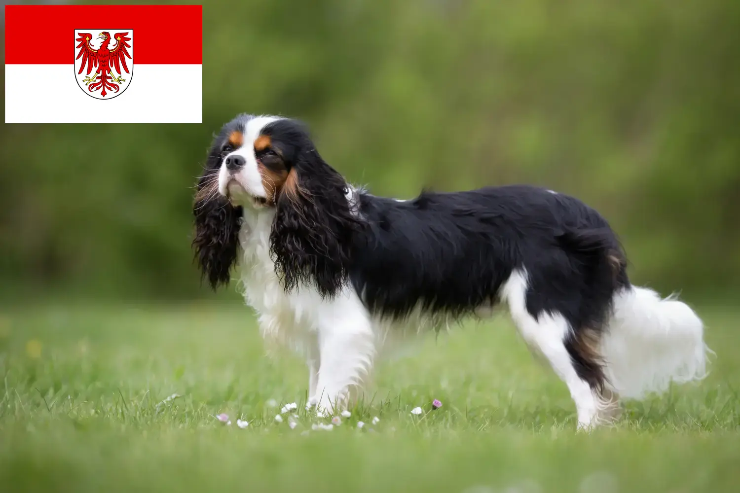 Read more about the article Cavalier King Charles Spaniel crescători și căței în Brandenburg