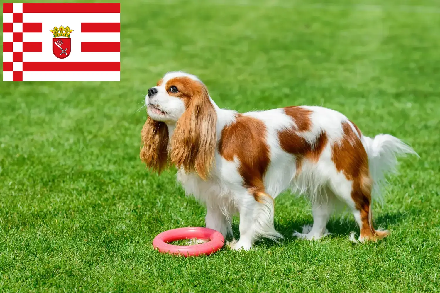 Read more about the article Cavalier King Charles Spaniel crescători și căței în Bremen