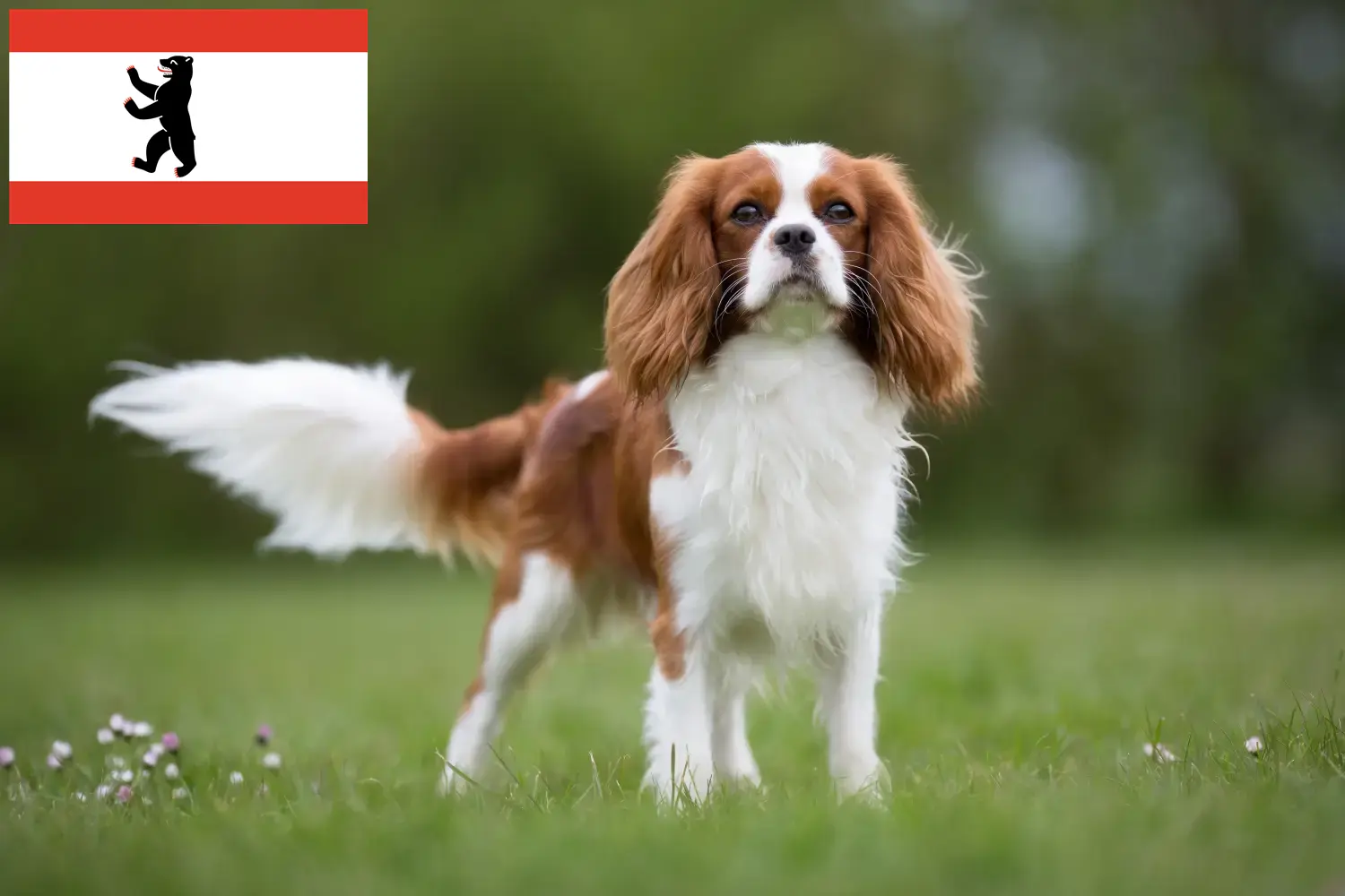 Read more about the article Cavalier King Charles Spaniel crescători și căței în Berlin