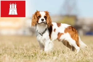 Read more about the article Cavalier King Charles Spaniel crescători și căței în Hamburg