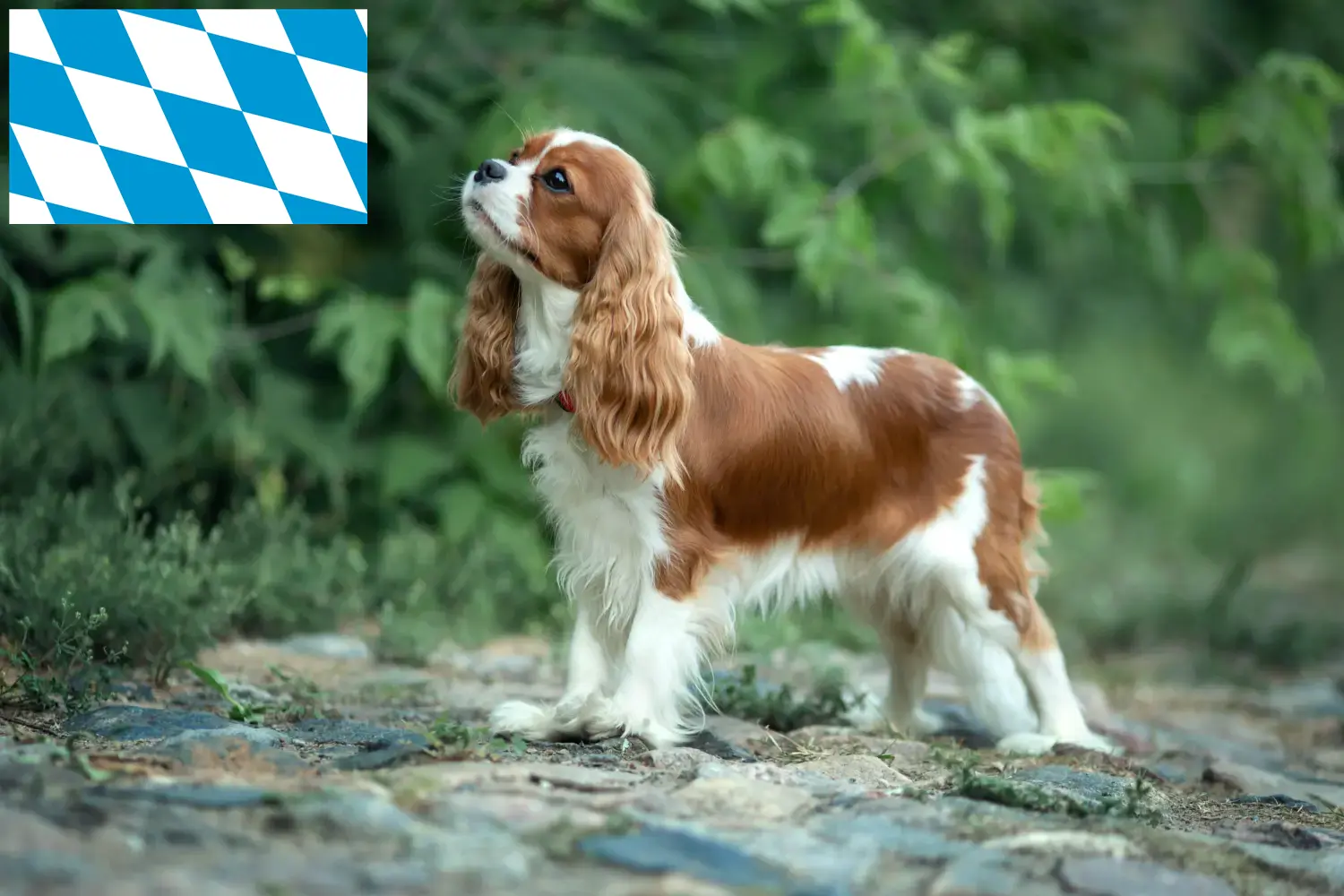 Read more about the article Cavalier King Charles Spaniel crescători și căței în Bavaria