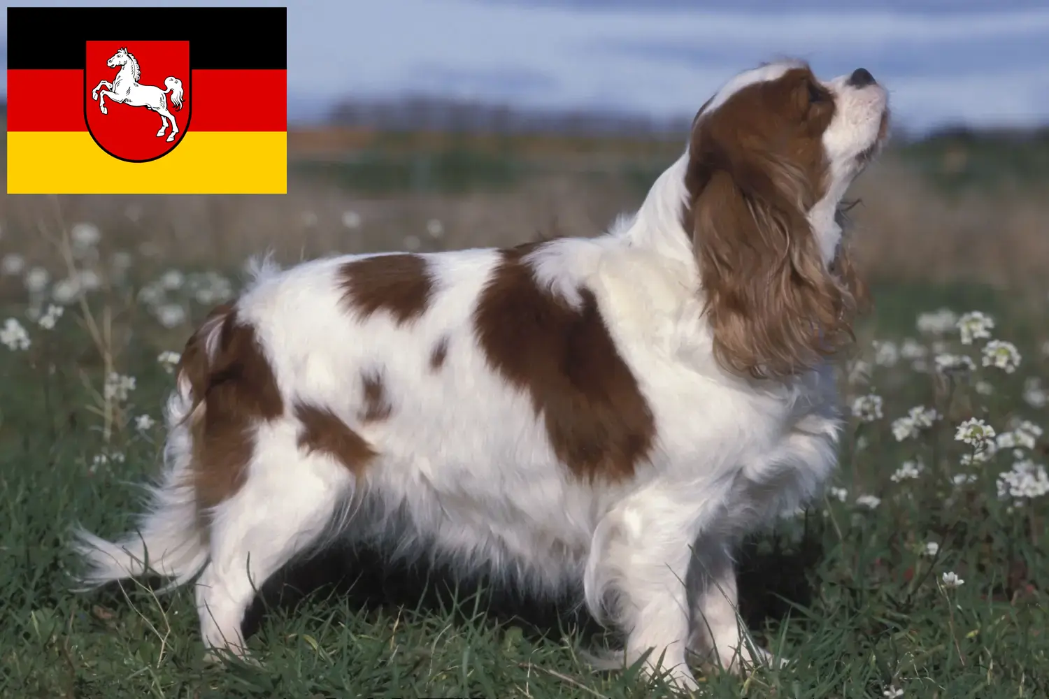 Read more about the article Cavalier King Charles Spaniel crescători și căței în Saxonia Inferioară