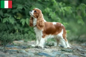 Read more about the article Cavalier King Charles Spaniel crescători și căței în Italia