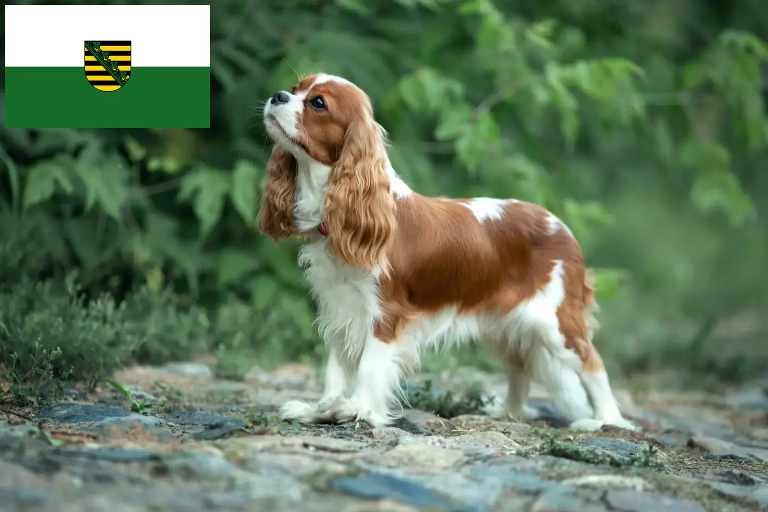 Read more about the article Cavalier King Charles Spaniel crescători și căței în Saxonia