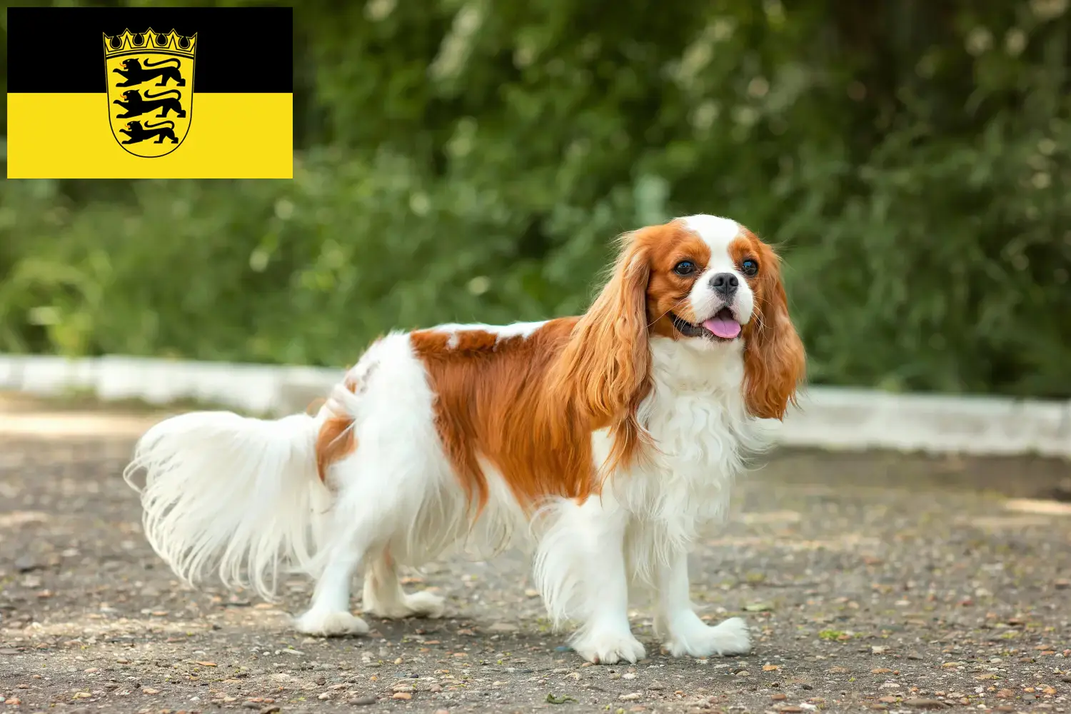 Read more about the article Cavalier King Charles Spaniel crescători și căței în Baden-Württemberg