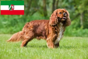 Read more about the article Cavalier King Charles Spaniel crescători și căței în Renania de Nord-Westfalia