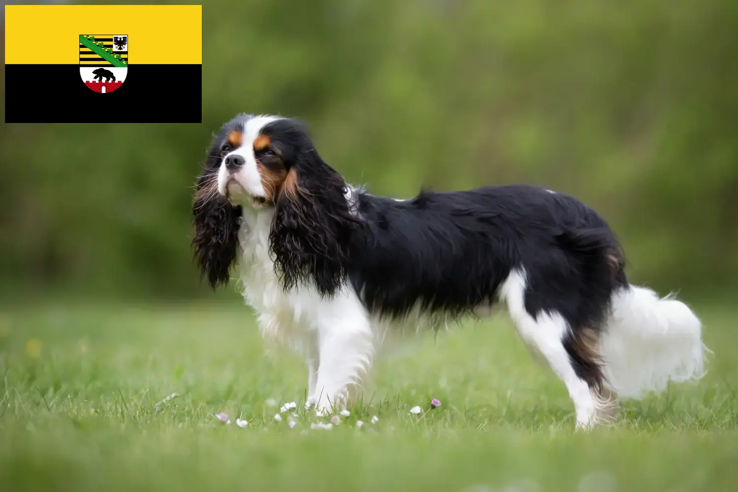 Read more about the article Cavalier King Charles Spaniel crescători și căței în Saxonia-Anhalt