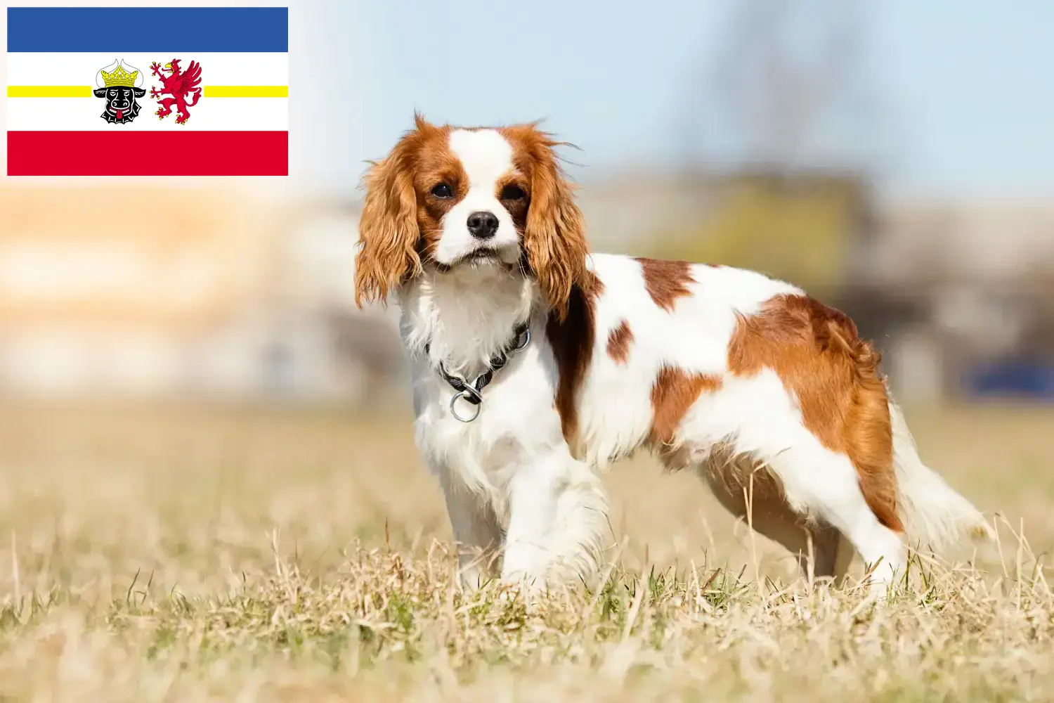 Read more about the article Cavalier King Charles Spaniel crescători și căței în Mecklenburg-Vorpommern