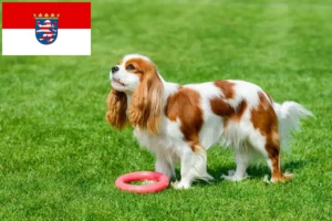 Read more about the article Cavalier King Charles Spaniel crescători și căței în Hessen