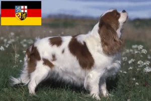 Read more about the article Cavalier King Charles Spaniel crescători și căței în Saarland