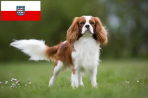 Read more about the article Cavalier King Charles Spaniel crescători și căței în Thuringia