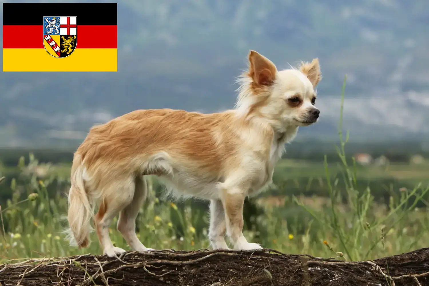 Read more about the article Chihuahua crescători și căței în Saarland