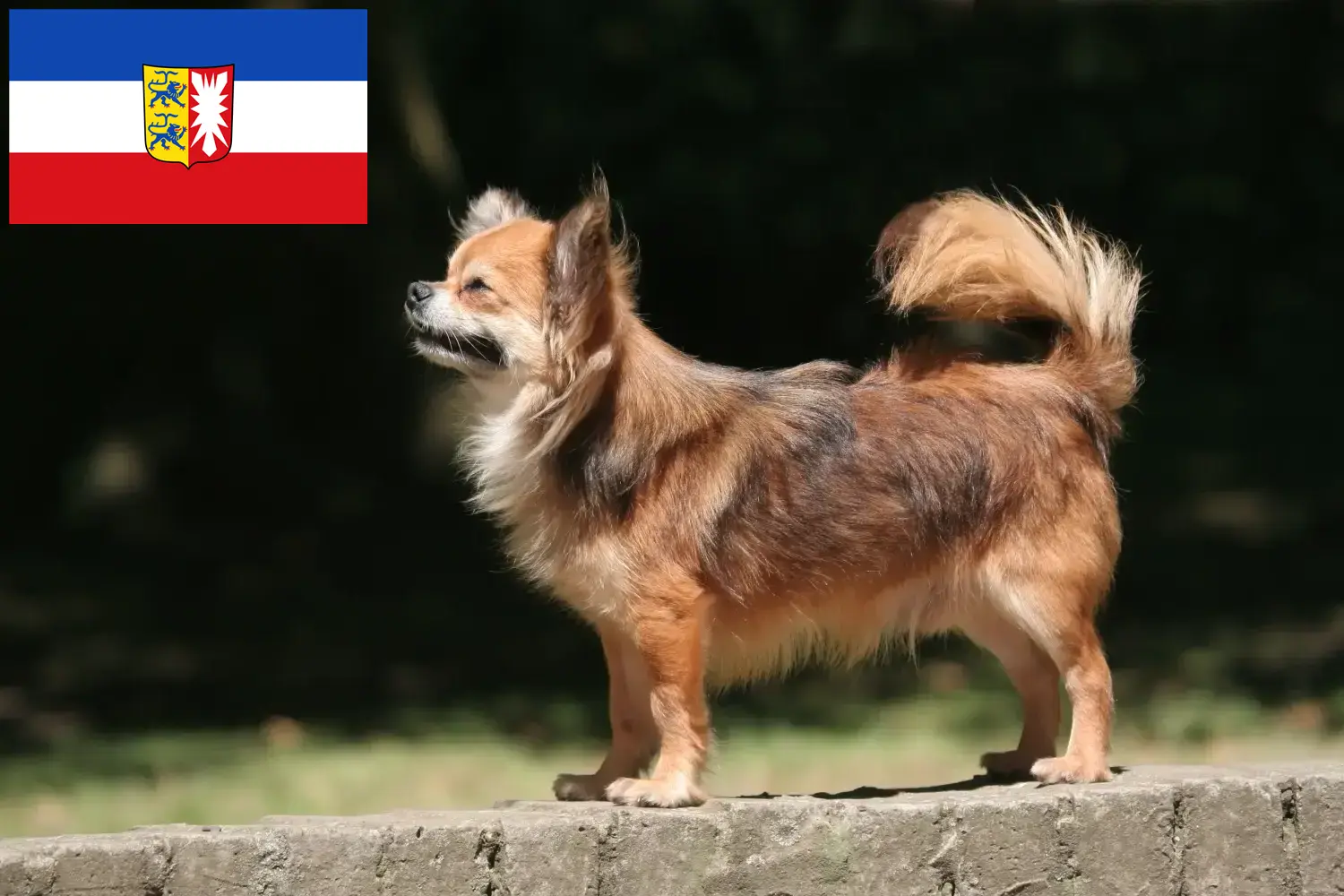 Read more about the article Chihuahua crescători și căței în Schleswig-Holstein