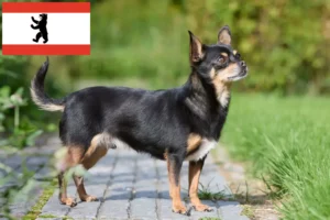 Read more about the article Chihuahua crescători și căței în Berlin