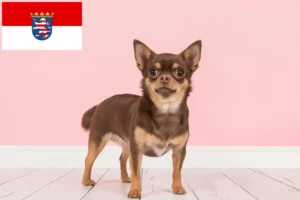 Read more about the article Chihuahua crescători și căței în Hessen