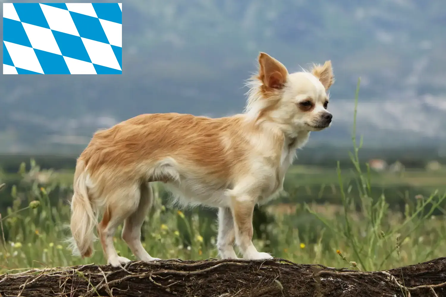 Read more about the article Chihuahua crescători și căței în Bavaria