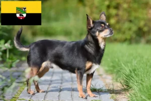 Read more about the article Chihuahua crescători și căței în Saxonia-Anhalt