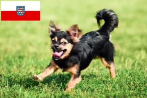 Read more about the article Chihuahua crescători și căței în Thuringia