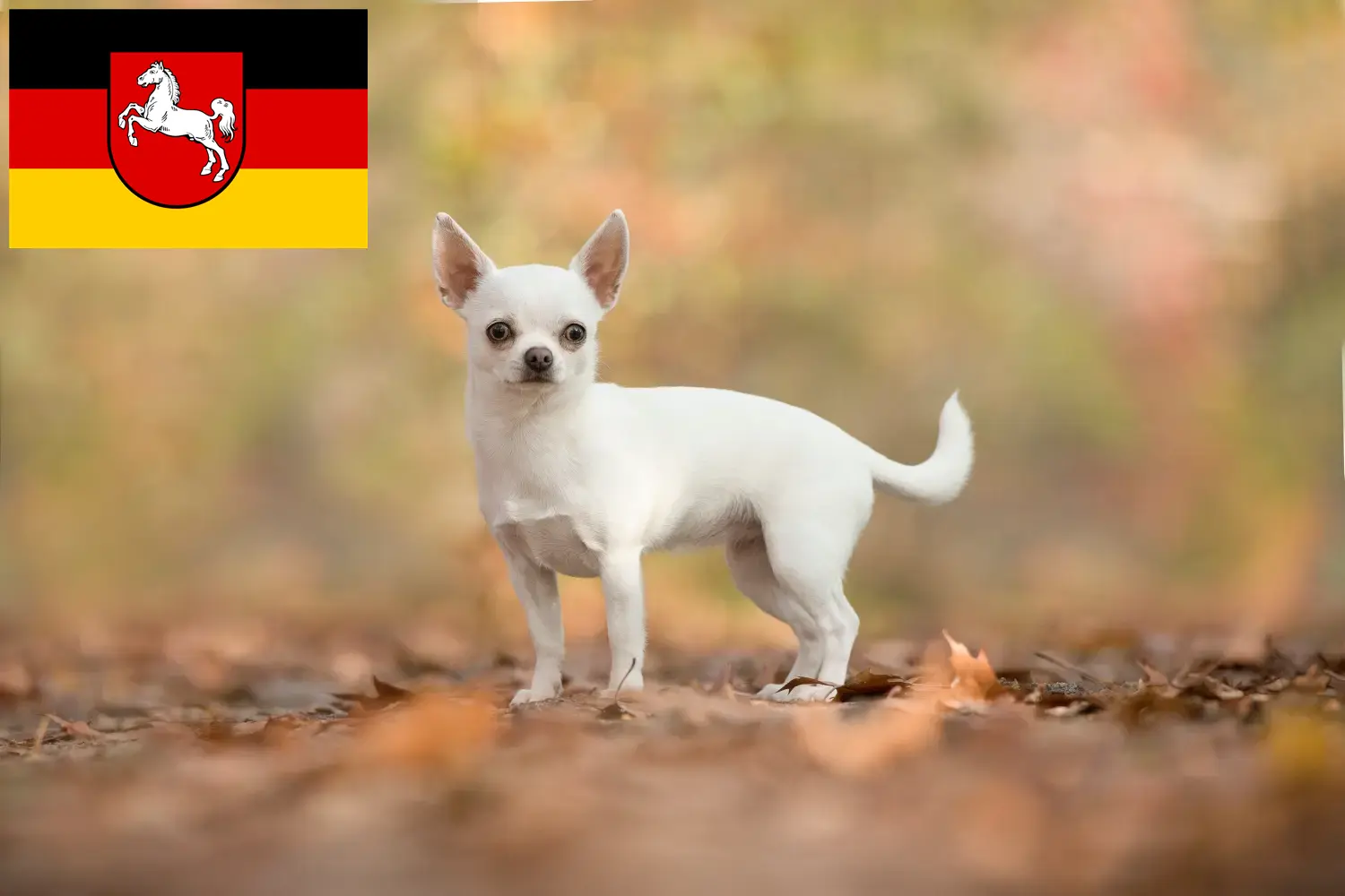 Read more about the article Chihuahua crescători și căței în Saxonia Inferioară