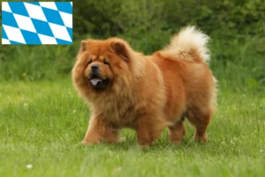 Read more about the article Chow-Chow crescători și căței în Bavaria