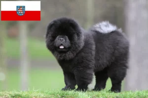 Read more about the article Chow-Chow crescători și căței în Thuringia