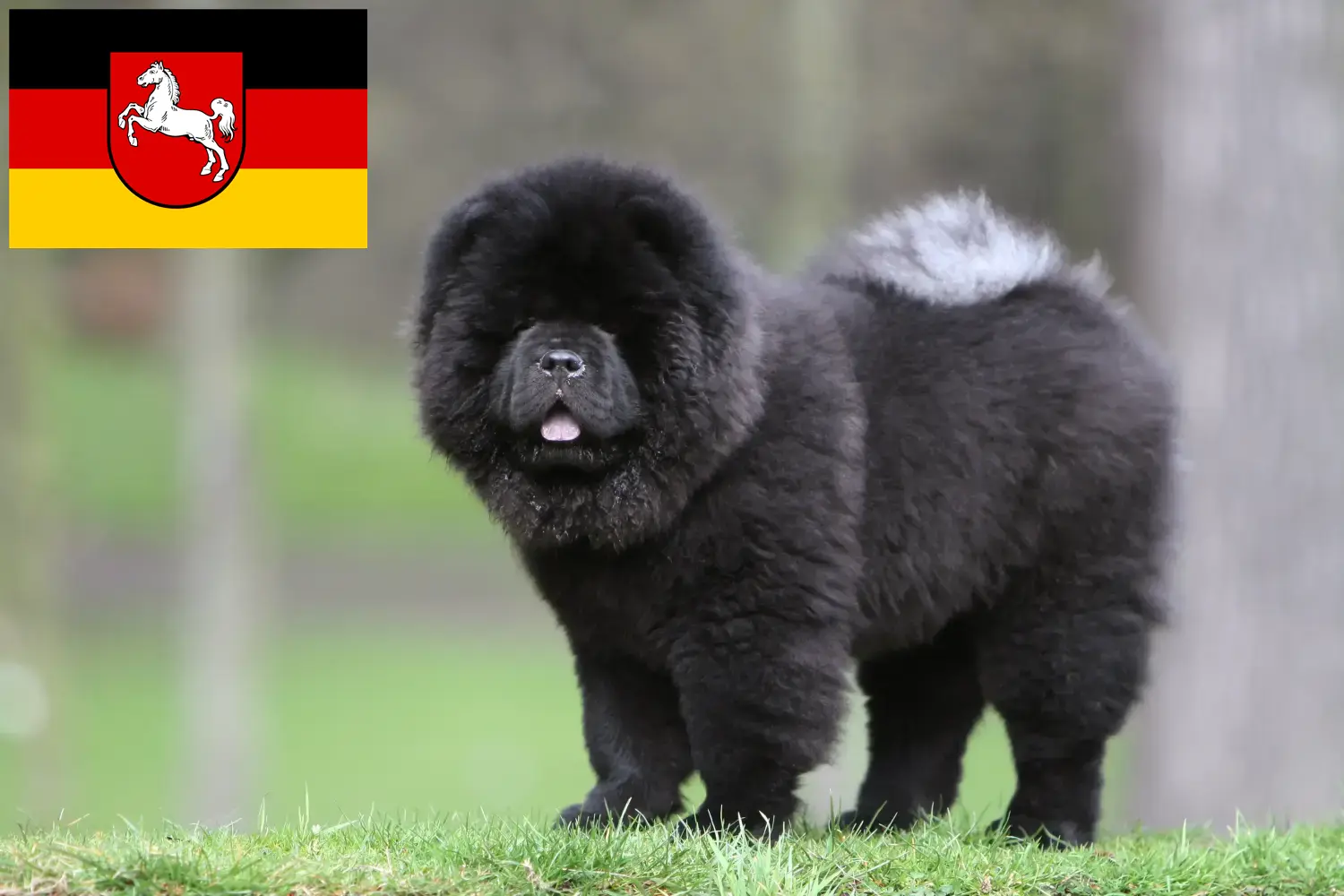 Read more about the article Chow-Chow crescători și căței în Saxonia Inferioară