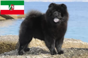 Read more about the article Chow-Chow crescători și căței în Renania de Nord-Westfalia