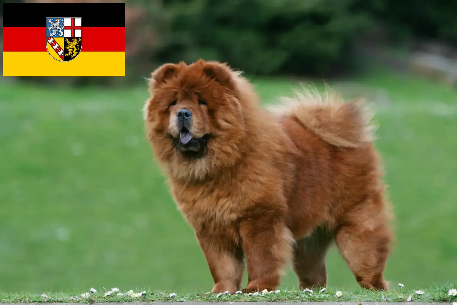 Read more about the article Chow-Chow crescători și căței în Saarland