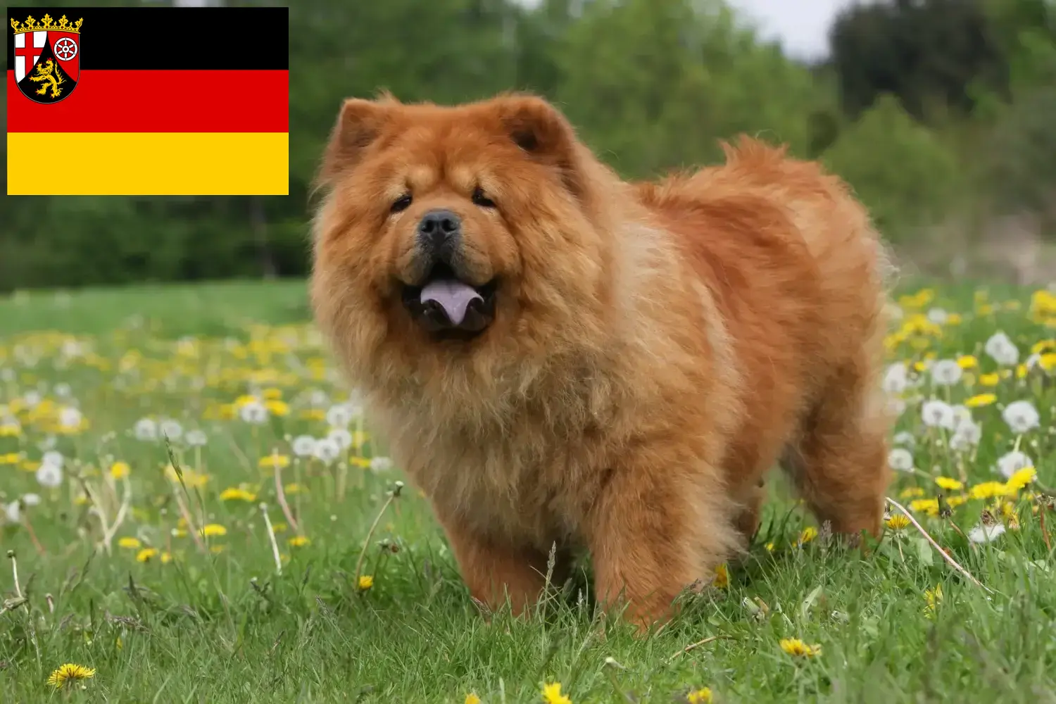 Read more about the article Chow-Chow crescători și căței în Renania-Palatinat