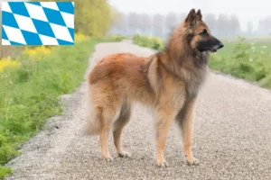 Read more about the article Ciobănesc belgian Dog Breeder și cățeluși în Bavaria