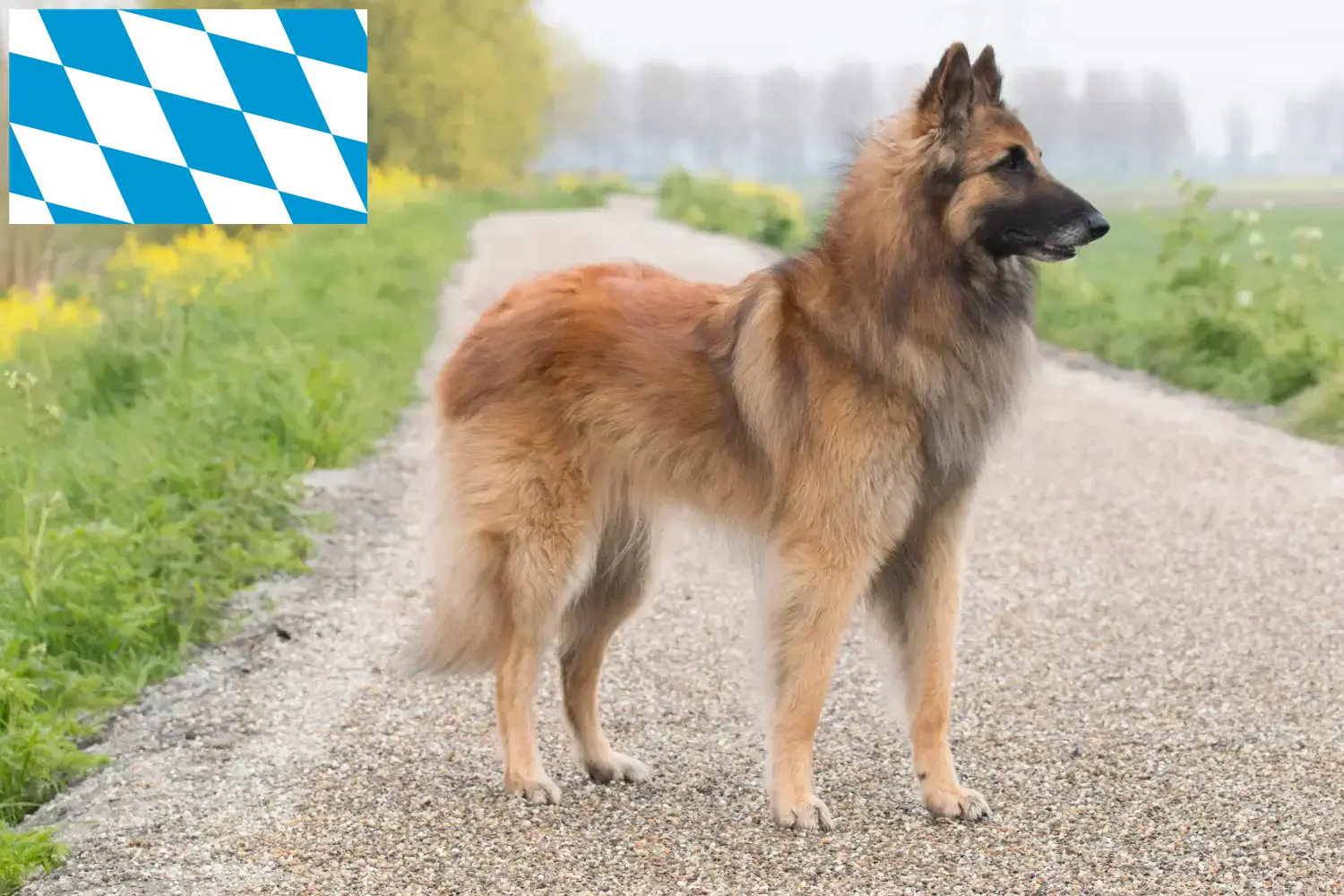 Read more about the article Ciobănesc belgian Dog Breeder și cățeluși în Bavaria