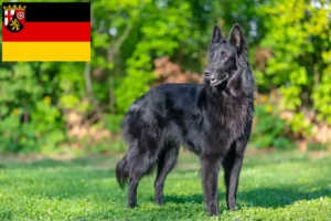 Read more about the article Ciobănesc Belgian Dog Breeder și cățeluși în Renania-Palatinat