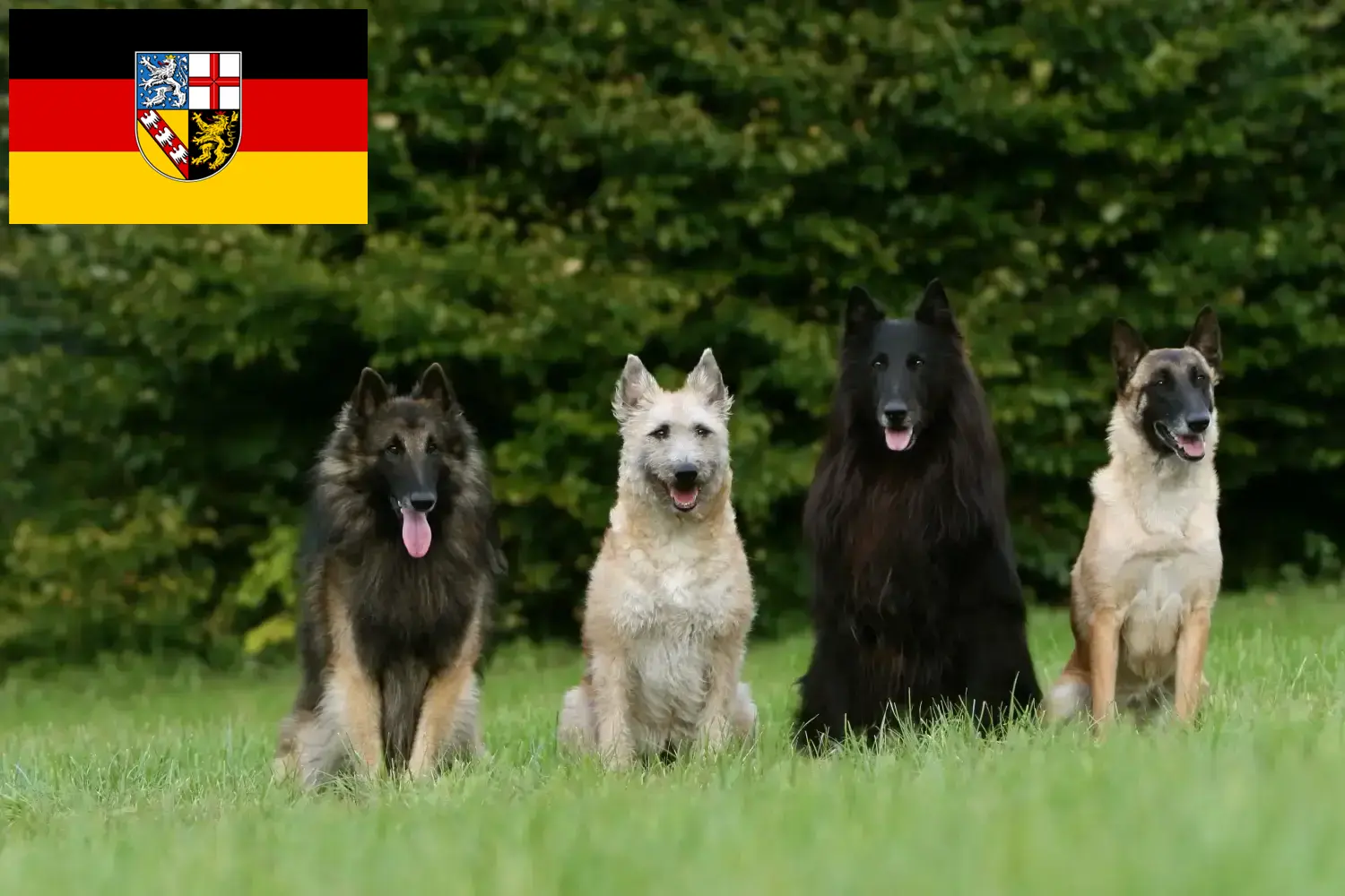 Read more about the article Ciobănesc Belgian Dog Breeder și căței în Saarland