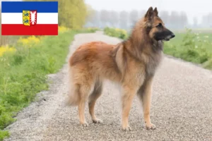 Read more about the article Ciobănesc Belgian Dog Breeder și căței în Schleswig-Holstein