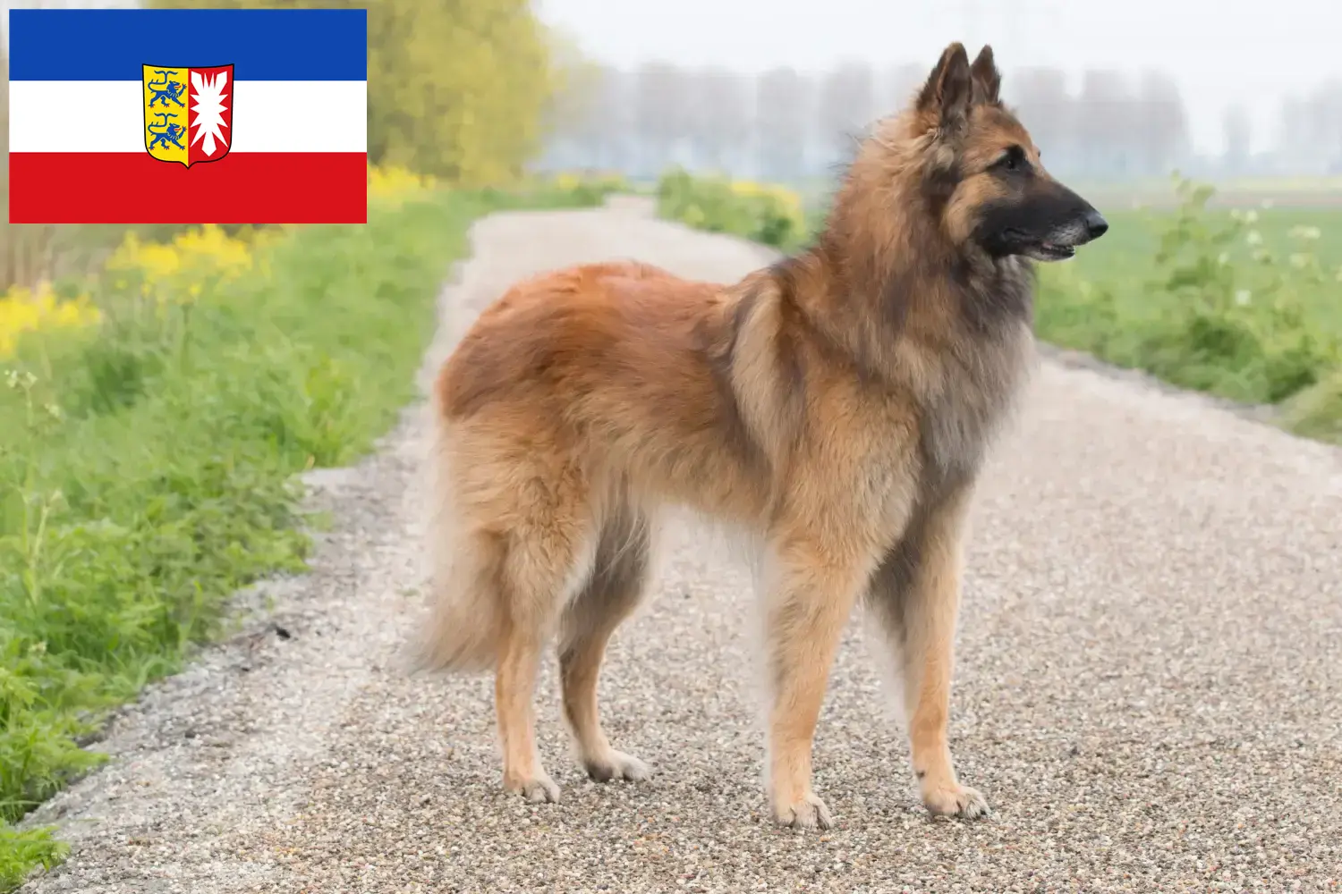 Read more about the article Ciobănesc Belgian Dog Breeder și căței în Schleswig-Holstein