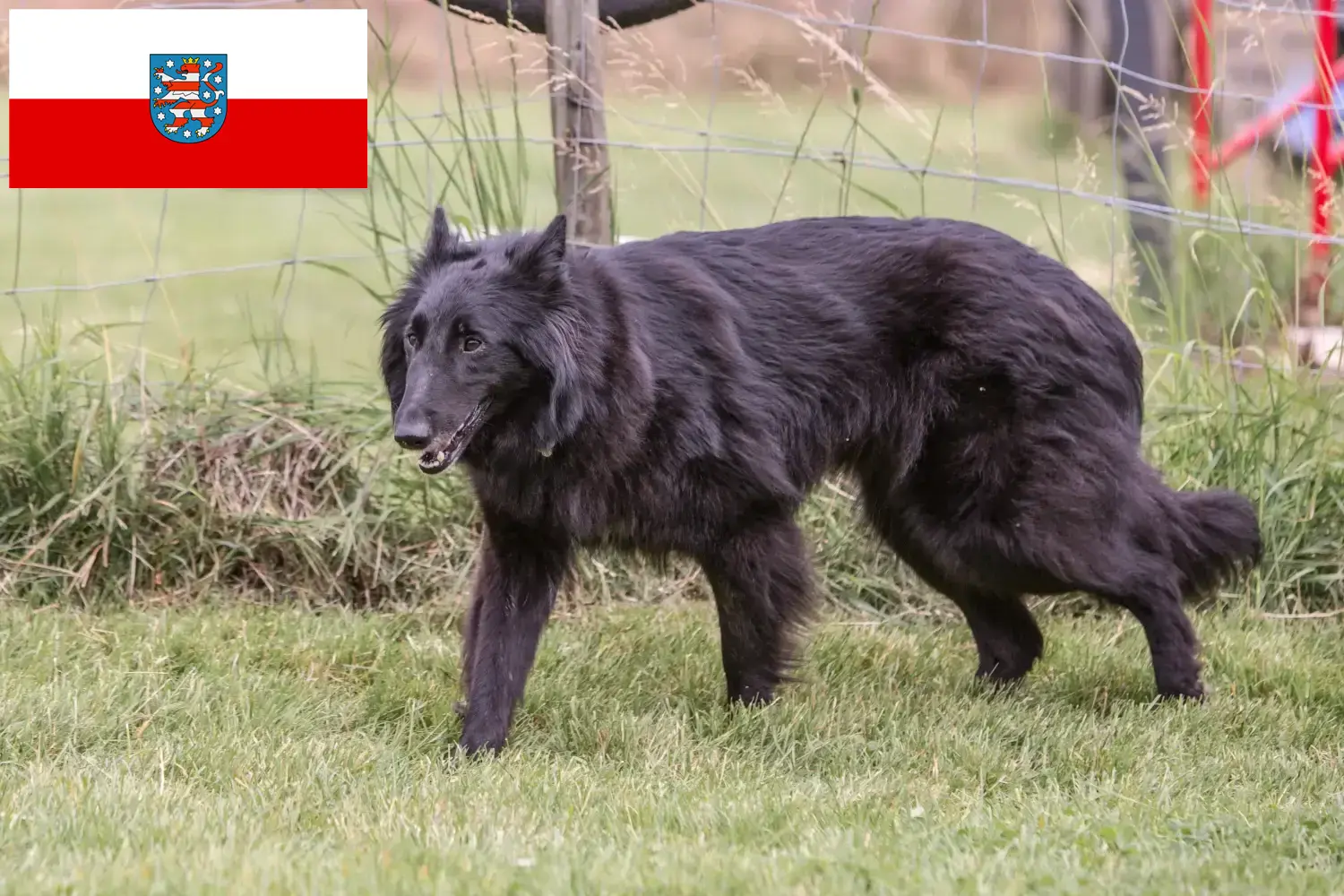 Read more about the article Ciobănesc Belgian Dog Breeder și căței în Thuringia