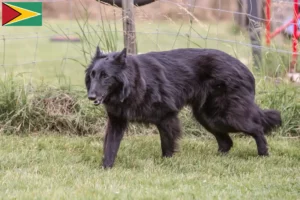 Read more about the article Ciobănesc Belgian Shepherd Dog Breeder și Cățeluși în Guyana