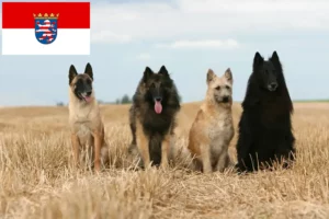 Read more about the article Ciobănesc belgian Dog Breeder și cățeluși în Hessen