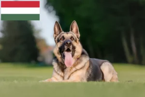 Read more about the article Eastern European Shepherd Dog Breeder și cățeluși în Ungaria