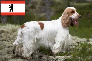 Read more about the article English Cocker Spaniel crescător și căței în Berlin