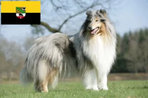 Read more about the article Crescători de Collie și căței în Saxonia-Anhalt