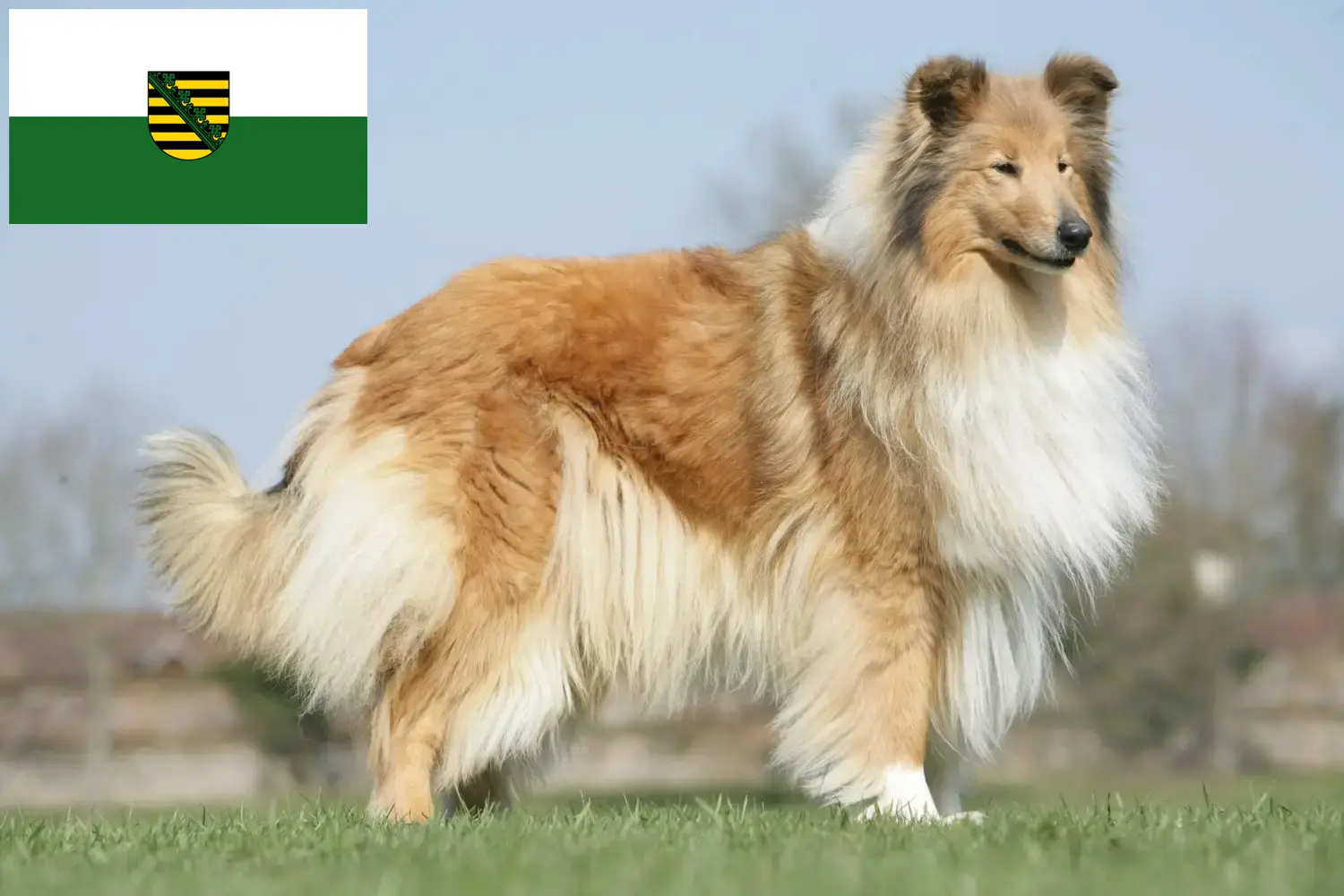 Read more about the article Crescători de Collie și căței în Saxonia