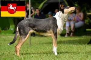 Read more about the article Crescători de Collie și căței în Saxonia Inferioară