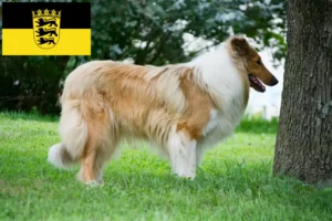 Read more about the article Crescători de Collie și căței în Baden-Württemberg