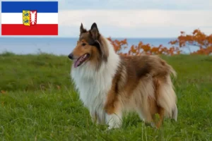 Read more about the article Collie crescători și căței în Schleswig-Holstein