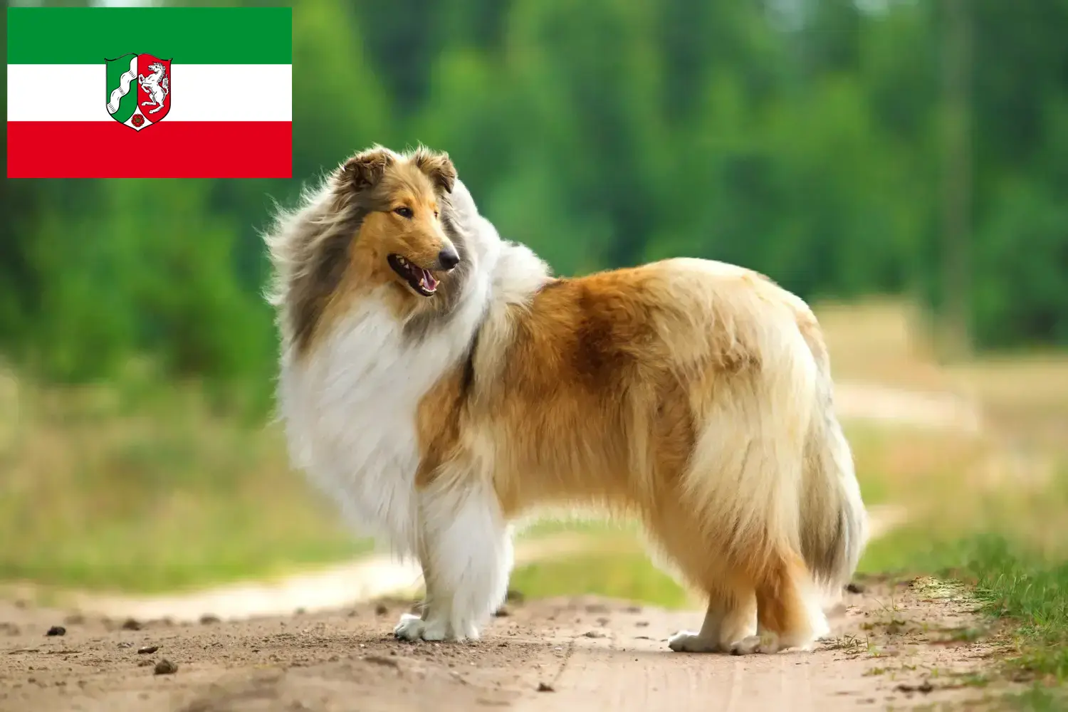 Read more about the article Crescători de Collie și căței în Renania de Nord-Westfalia