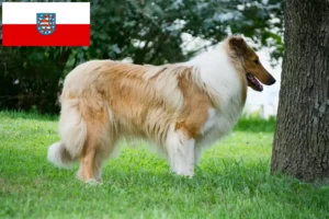 Read more about the article Crescători de Collie și căței în Thuringia