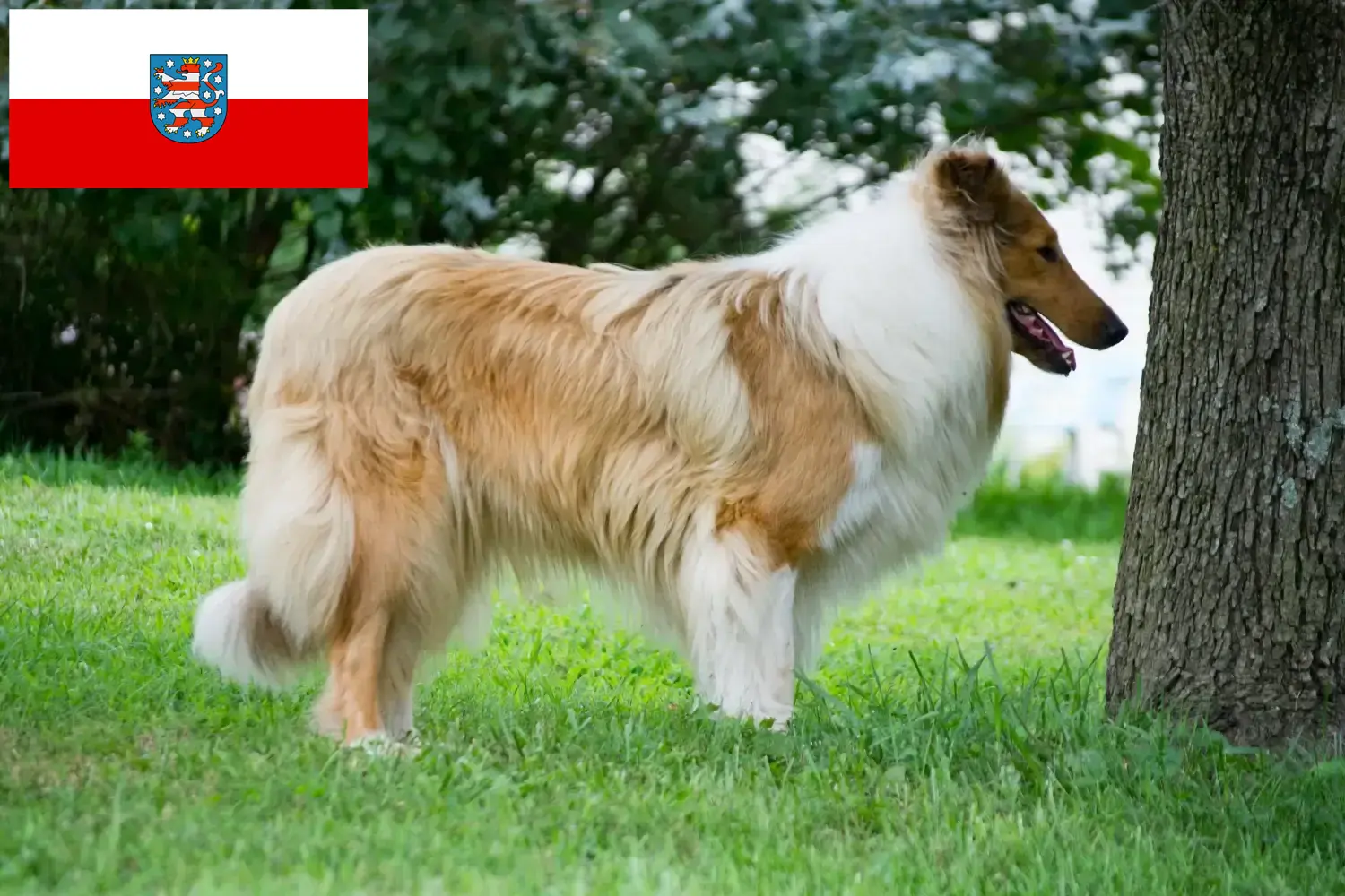 Read more about the article Crescători de Collie și căței în Thuringia