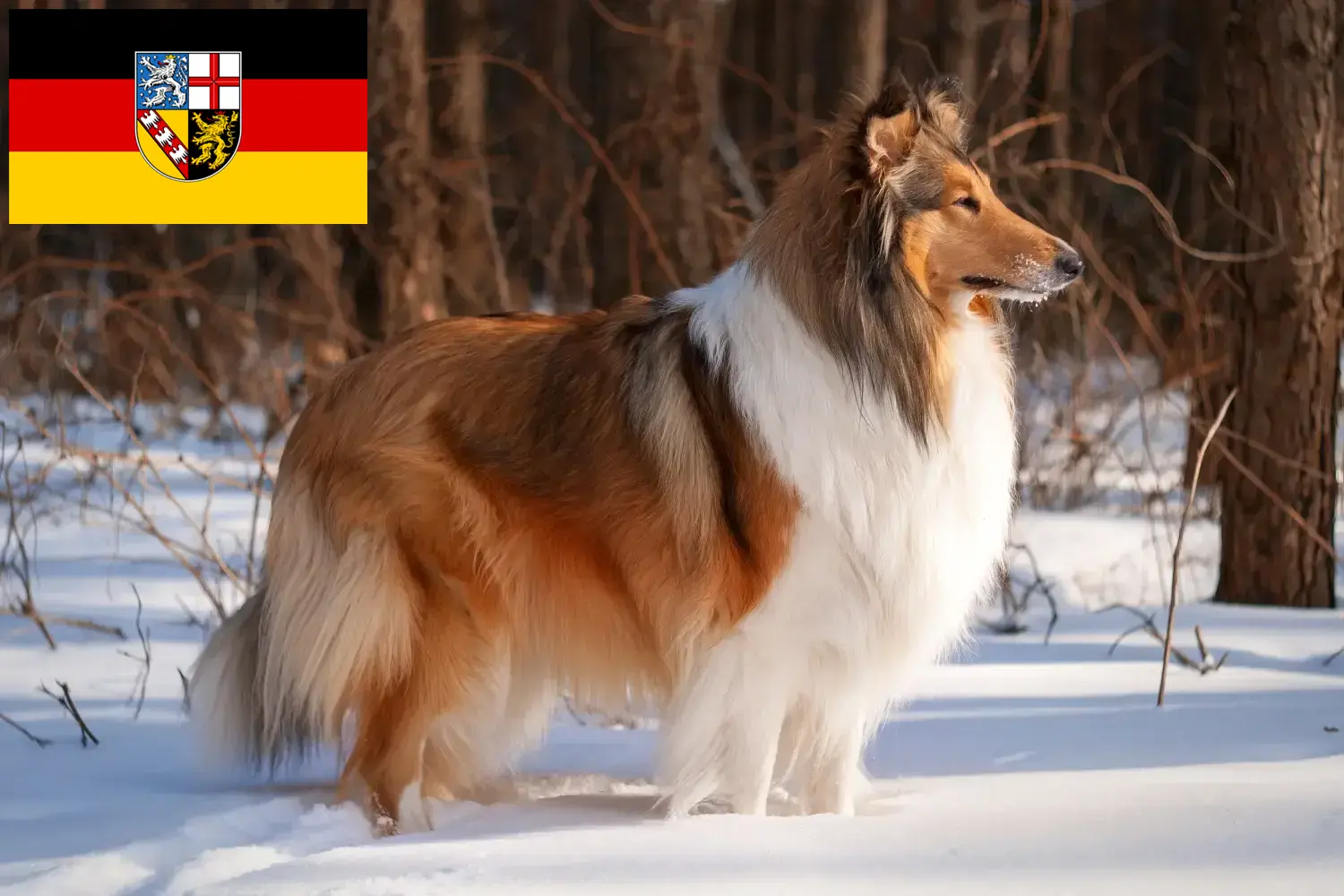 Read more about the article Collie crescători și căței în Saarland