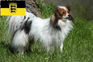 Read more about the article Continental Dwarf Spaniel crescători și căței în Baden-Württemberg